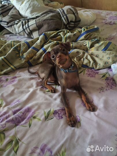 Щенки русский той-терьер