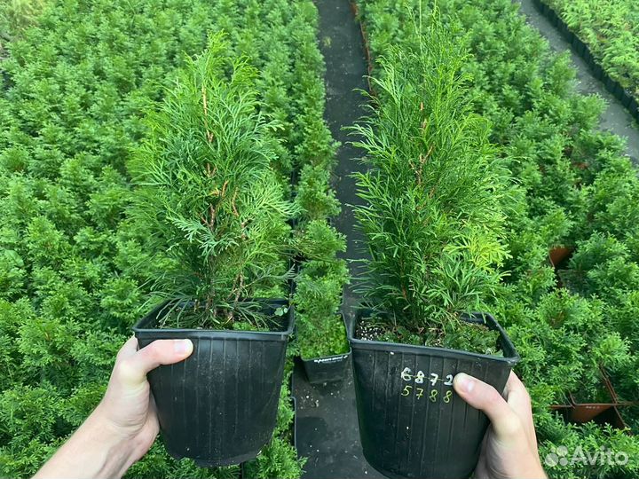 Туя Смарагд 30-45см. Мощная корневая. Много сортов