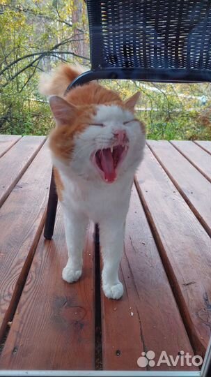 Котик ищет дом