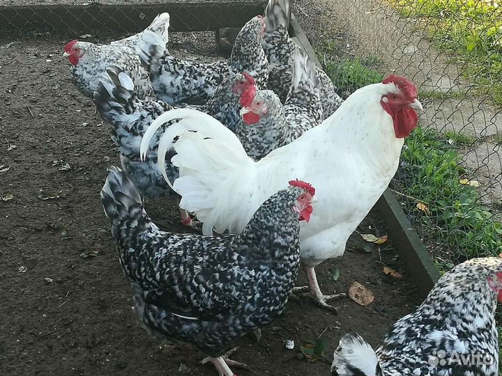 Цыплята от суток и старше