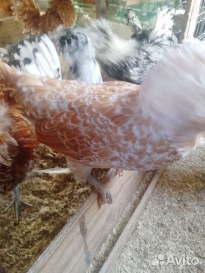 Инкубационное яйцо 