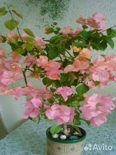 Бугенвиллия