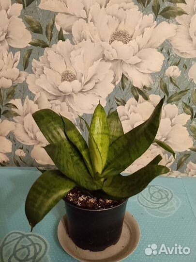 Микс растений (продолжение)