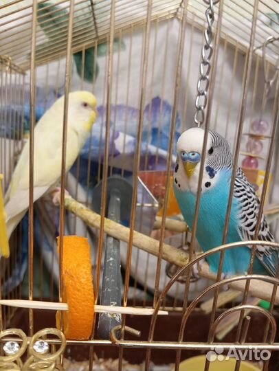 Волнистый попугай