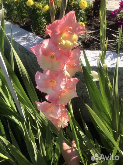 Гладиолусы луковицы