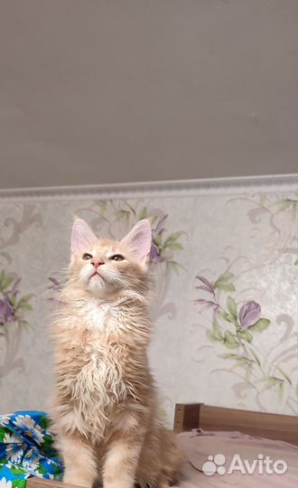 Мейн-кун. Полидакт