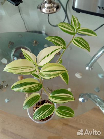 Комнатные растения, Традесканция, Фикус