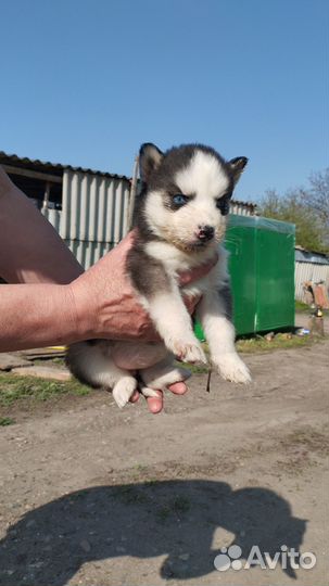 Щенки сибирской хаски