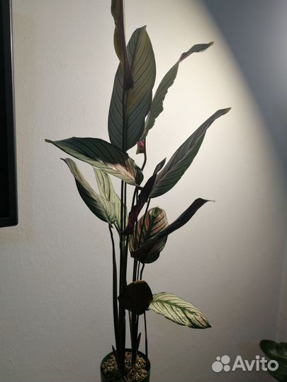 Калатея White Star