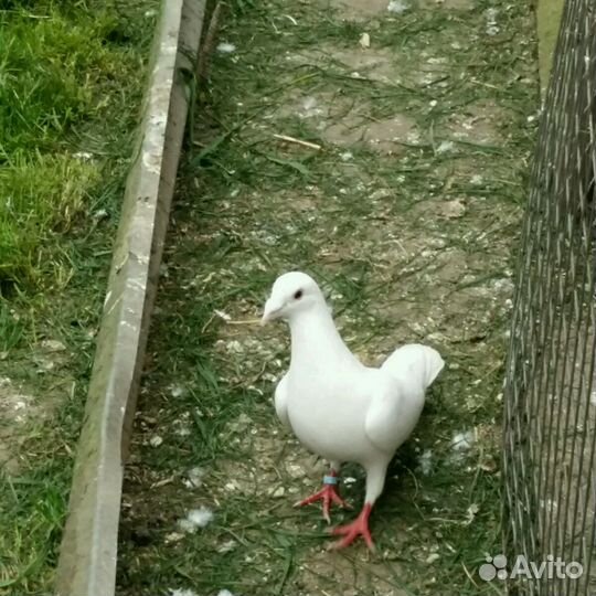 Голуби для торжества и любого праздника