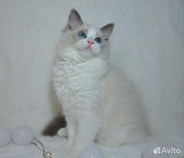 Эксклюзивные клубные котята рэгдолл