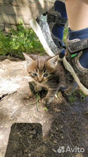 Выкинули малыша-помогите спасти. Возраст1-1,5мес