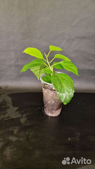 Гибискусы, разные