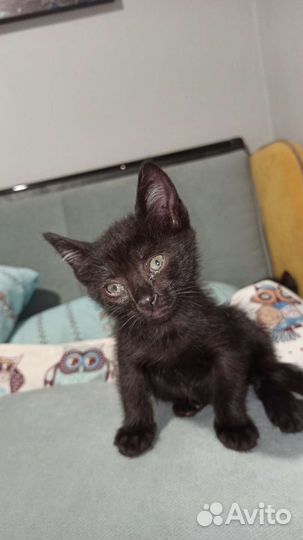 Котята в добрые руки 1 месяц