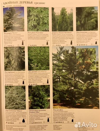 Брикелл Золотая коллекция Садовые растения и цветы