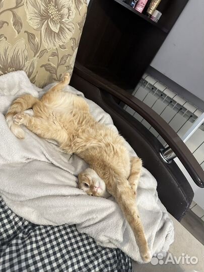 Отдам кошку в добрые руки