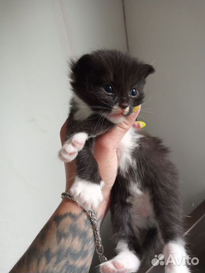 Кошка