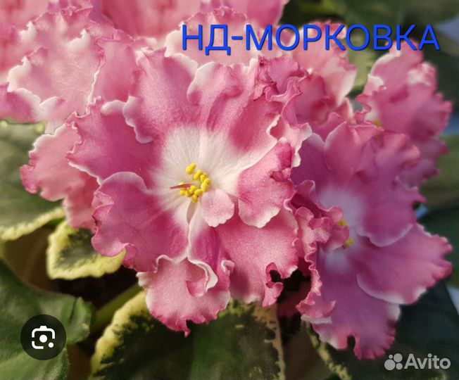 Детки сортовых фиалок