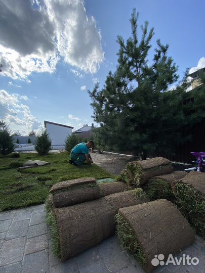 Рулонный газон под ключ