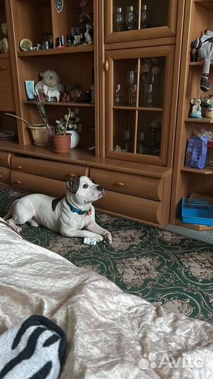 Американский булли стандарт кобель для вязки