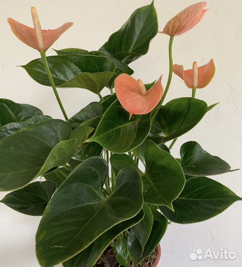 Антуриум разные сорта
