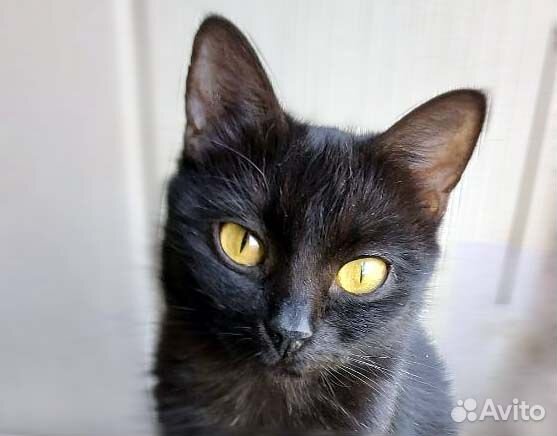 Замечательные миниатюрные кошечки-подростки, в дар