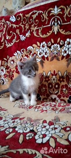 Котята в добрые руки бесплатно