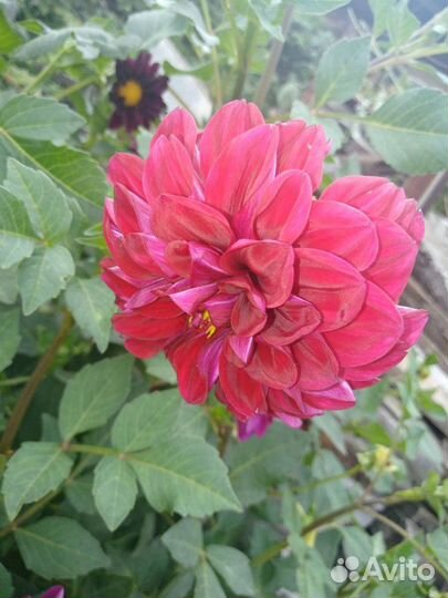 Мелкий картофель