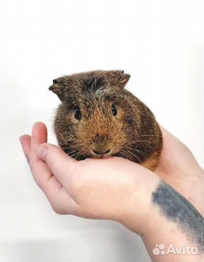 Морская свинка агути крестед