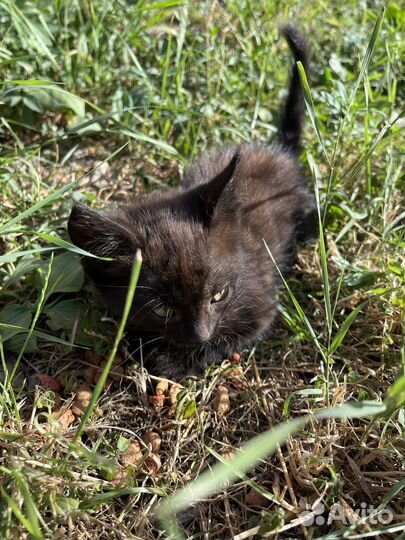 Котята бесплатно