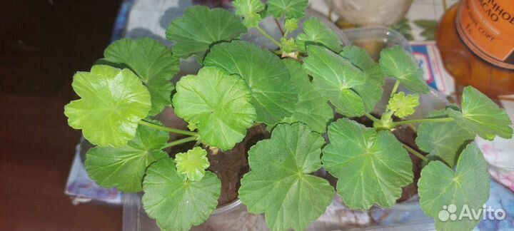 Герань красная