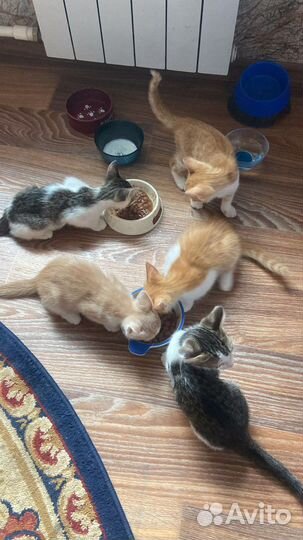 Котята в добрые руки
