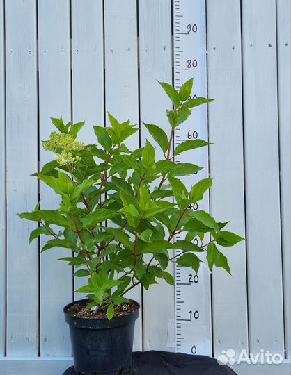 Гортензия метельчатая, древовидная саженцы