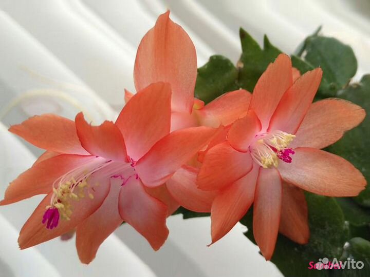 Декабрист Шлюмбергера (лат. Schlumbergera)