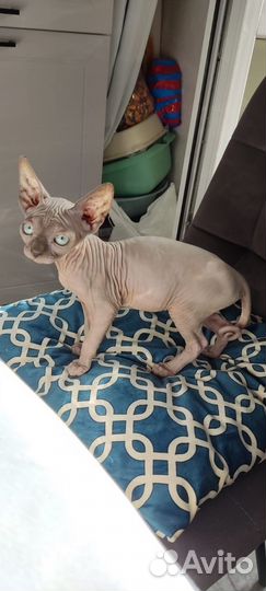 Котята сфинкс