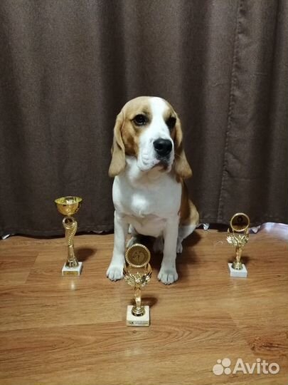 Бигль вязка