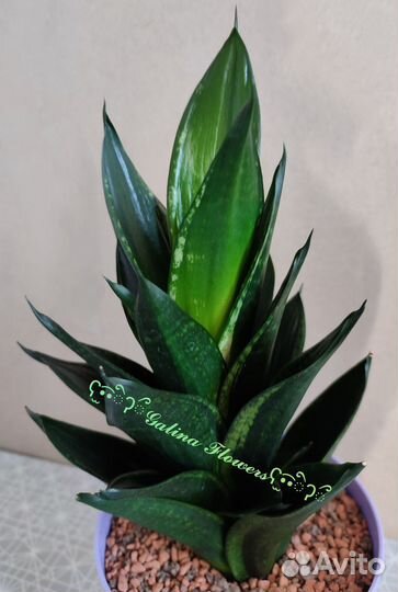 Сансевиерии сортовые редкие