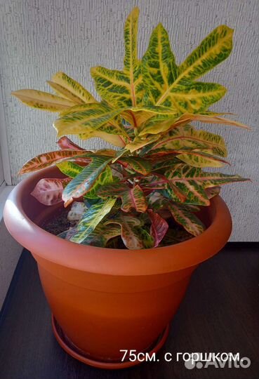 Кодиеум Кротон (Экселент)