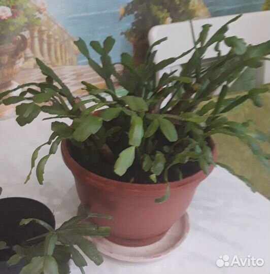 Декабрист шлюмбергера малиновый