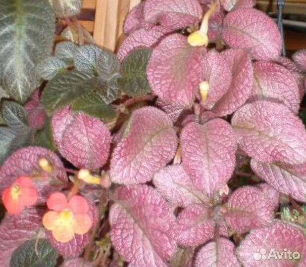 Эписция Strawberry Mist