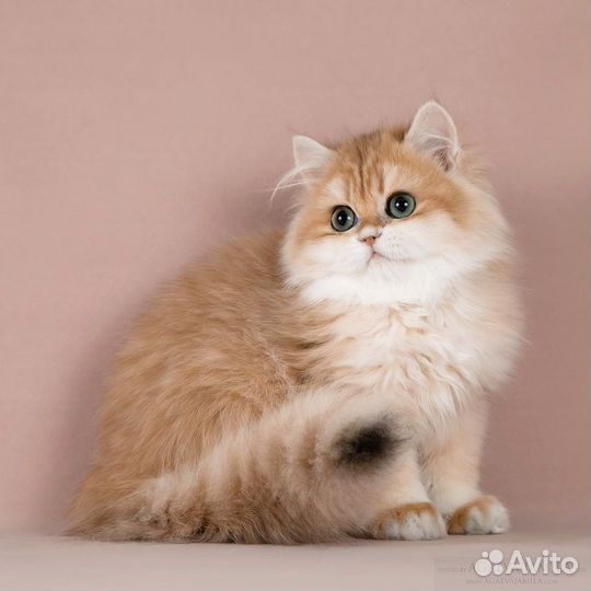Британские длинношёрстные шиншиллы