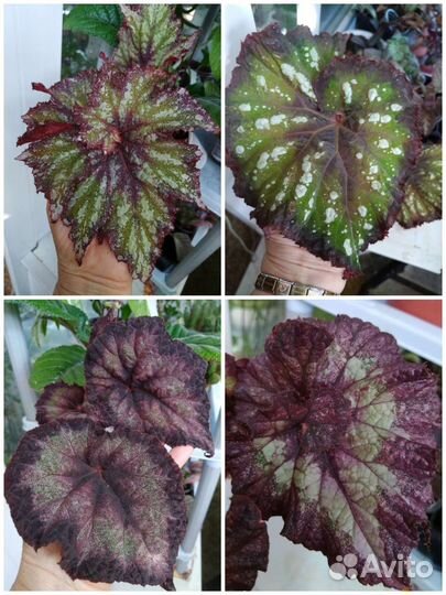 Бегония декоративно лиственная