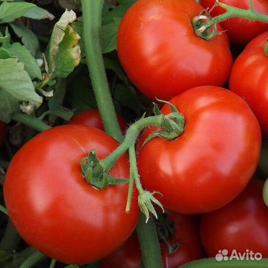 Семена Томата 