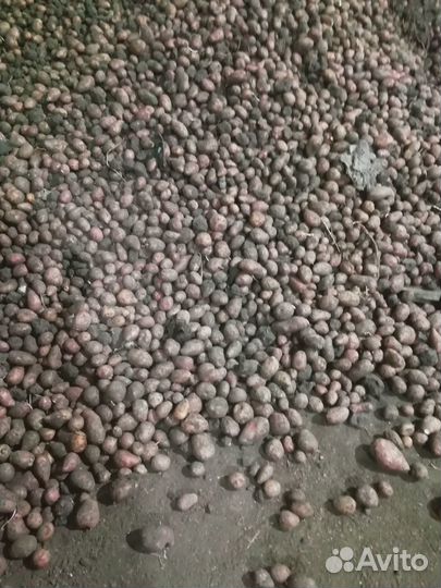 Картофель мелкий на корм скоту