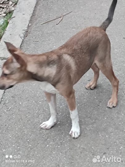 Кобель для двора