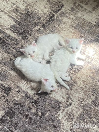 Турецкая ангора