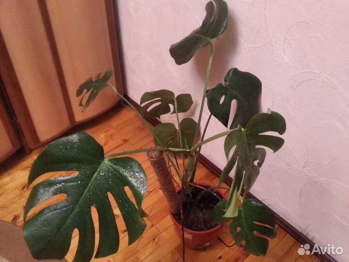 Монстера растения