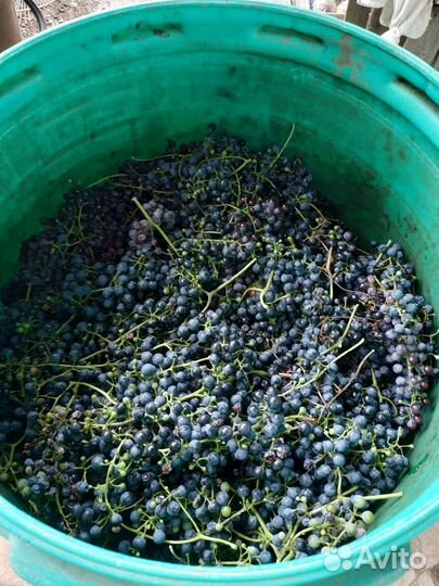 Виноград на вино,сок 70-100кг