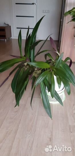 Традесканция Рео