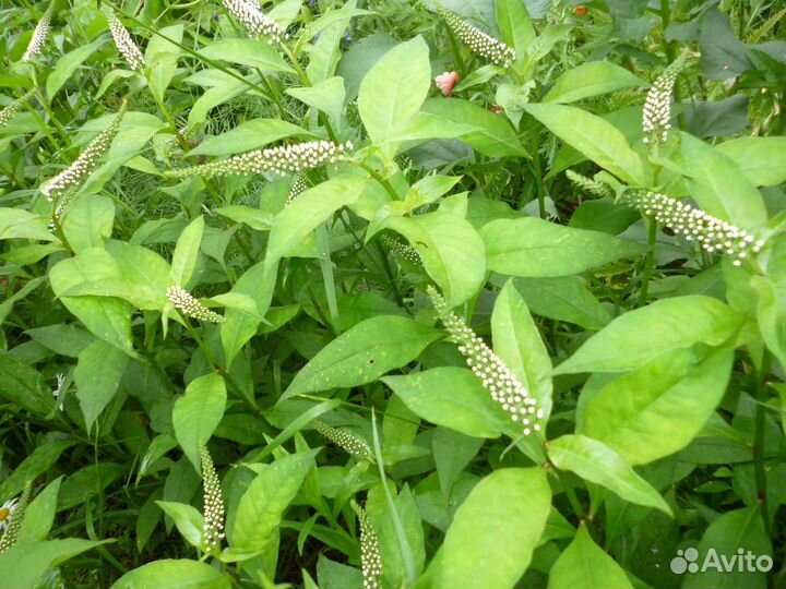 Цветы для сада